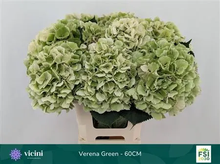 Hyd Verena Green Classic • 60 cm