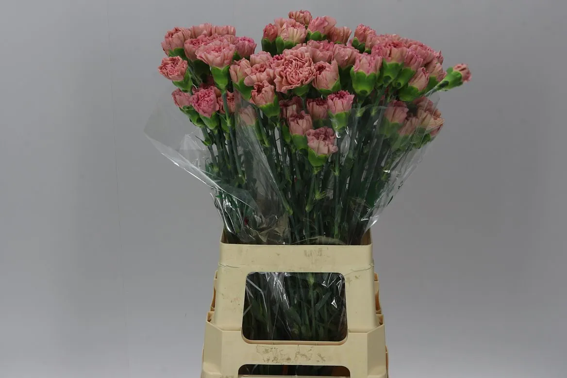 Di St Col. Lege Pink • 70 cm