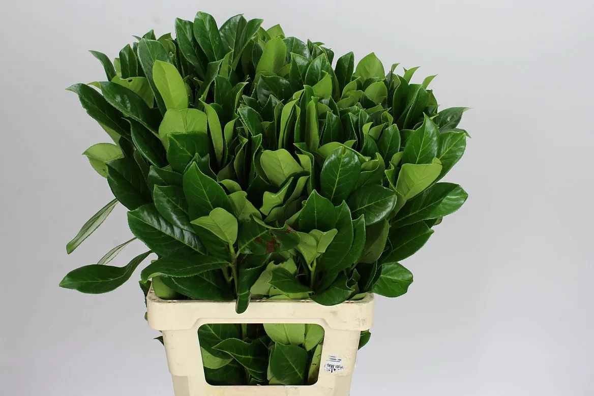 Igg Laurel X10 Stems Long • 90 cm