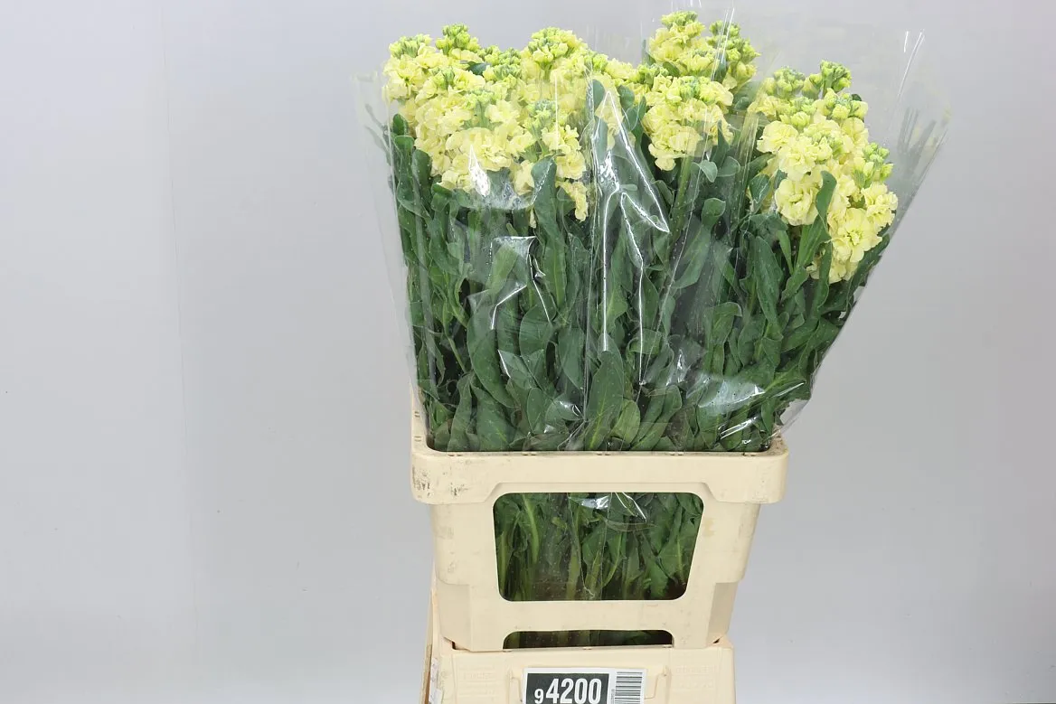 Matthiola Cream It. Imp • 70 cm