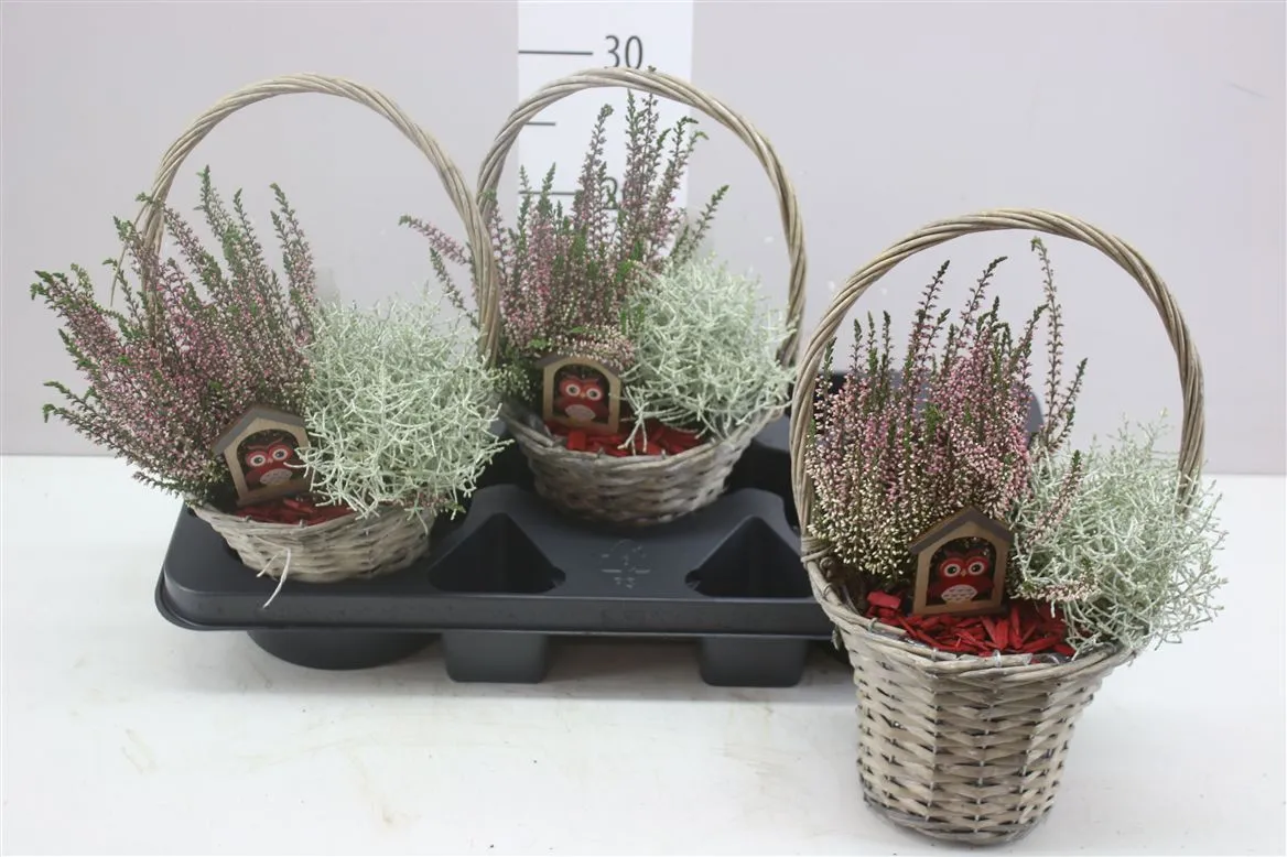 Arr Tuinplanten In Hengsel Mand • črepník 18 cm