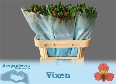 Alstroméria Vixen Xl • 75 cm