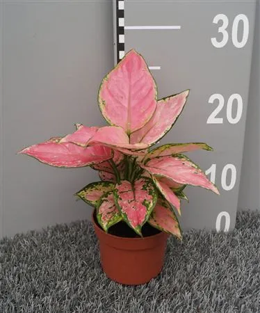 Aglaonema Pink • črepník 10,5 cm