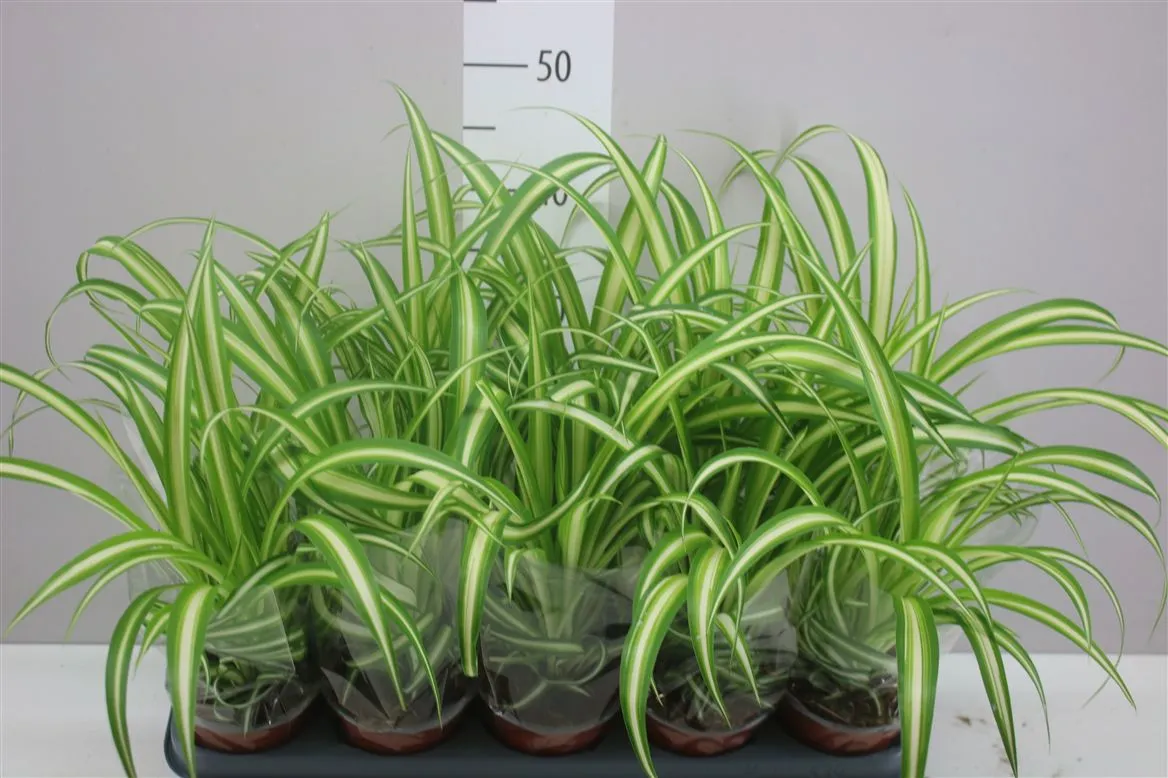Chlorophytum Co Variegatum • črepník 12 cm