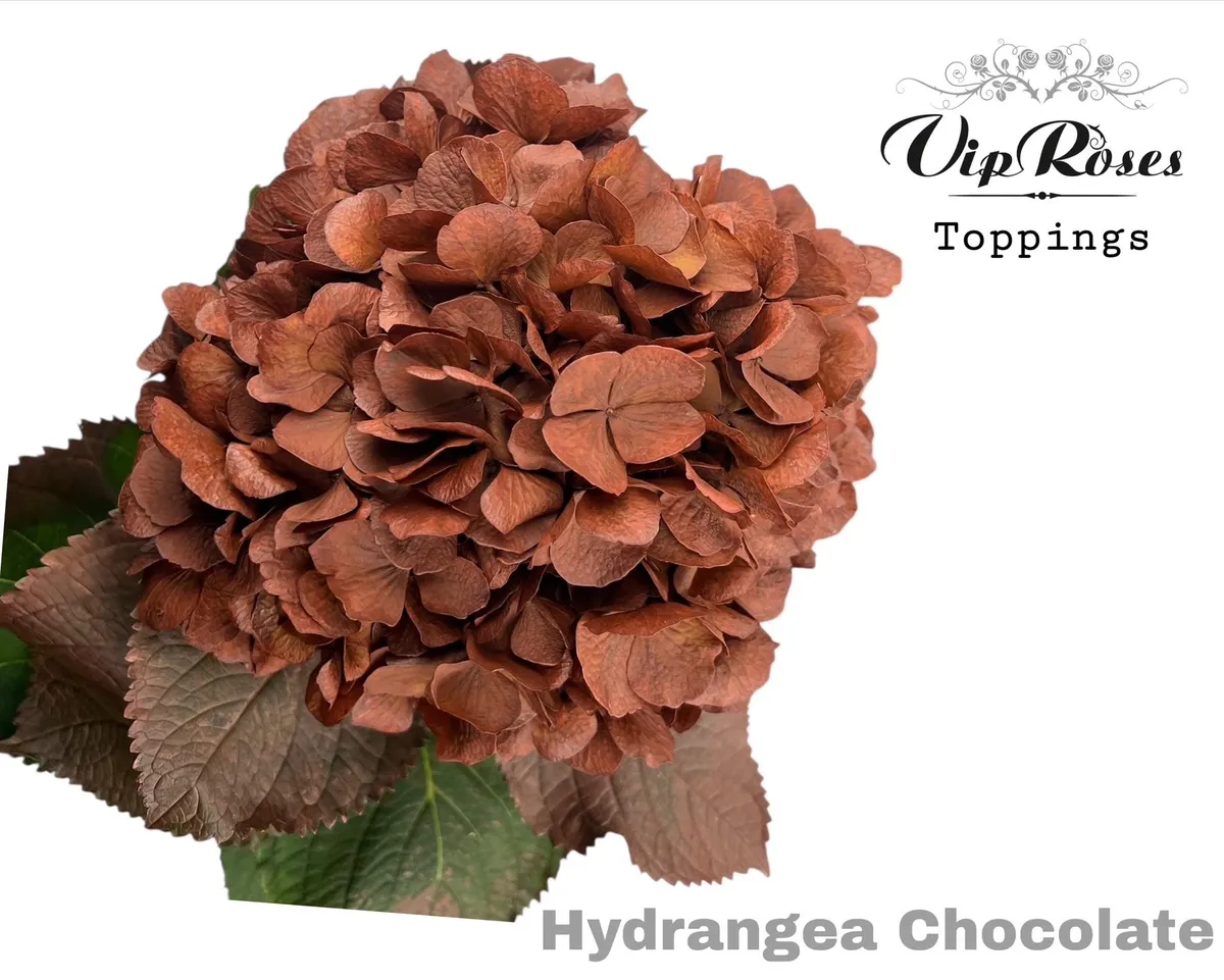 Hydr M Chocolate 60cm • 60 cm