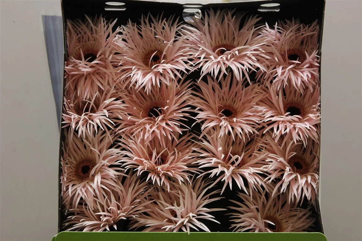 Gerbera Diamond Spider Cream Spring • 55 cm