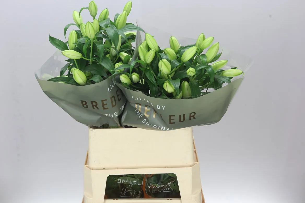 Ľalia orientálna Double Bowl Of Beauty White • 80 cm