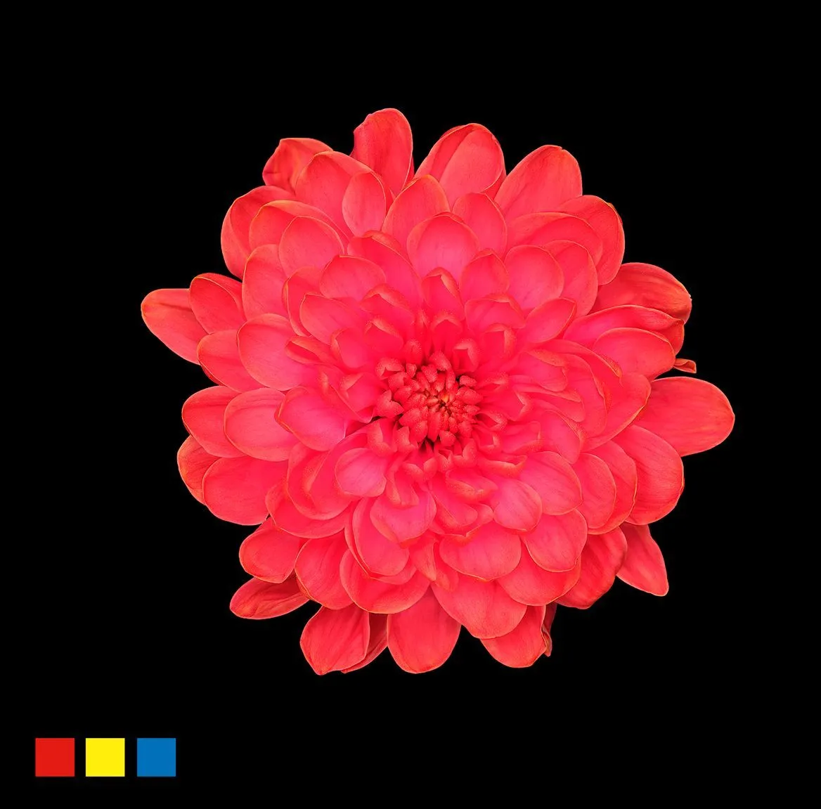 Chryzantéma trsová Altaj Fireball • 70 cm