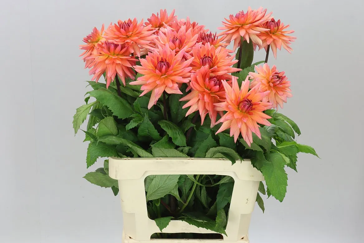 Dahlia Val D' Isere • 55 cm
