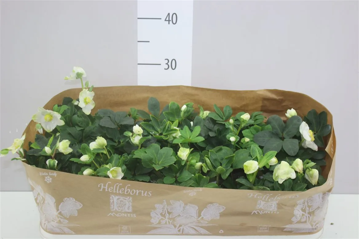 Helleborus Ni Chr Carol 6+ • črepník 12 cm