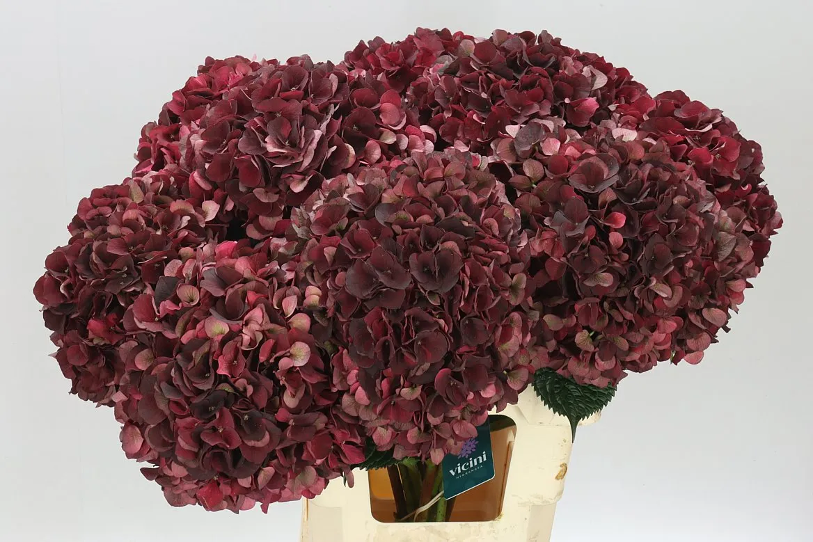 Hyd Dark Ruby Classic • 65 cm