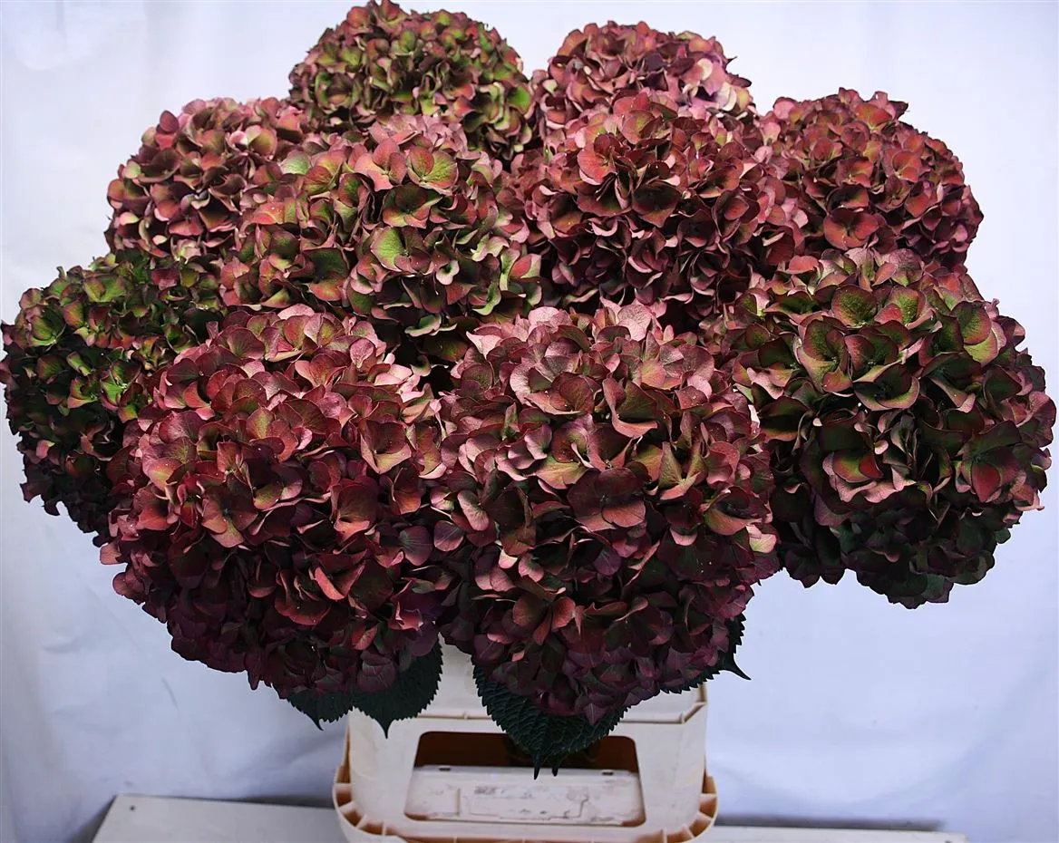 Hydrangea Ruby Glow Classic • 100 cm