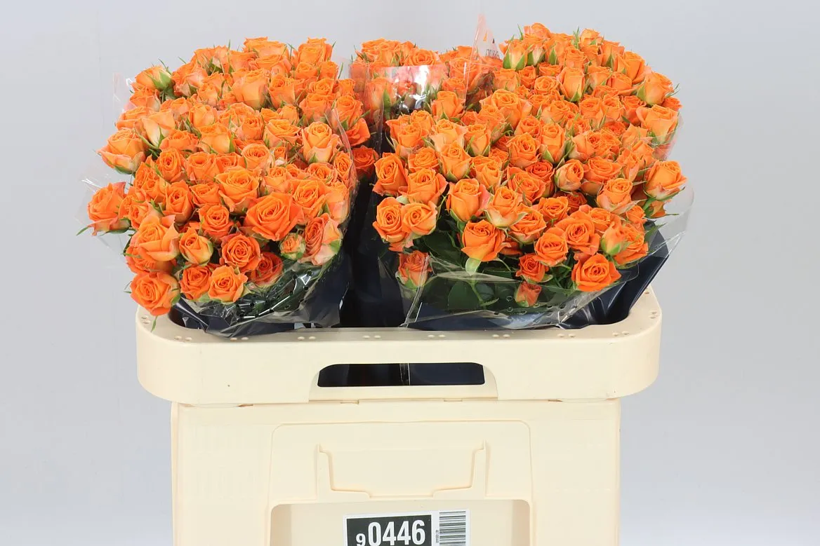 Rosa Tr Picanto • 60 cm