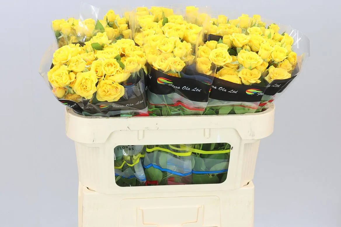 Ruža trsová Yellow Babe • 70 cm