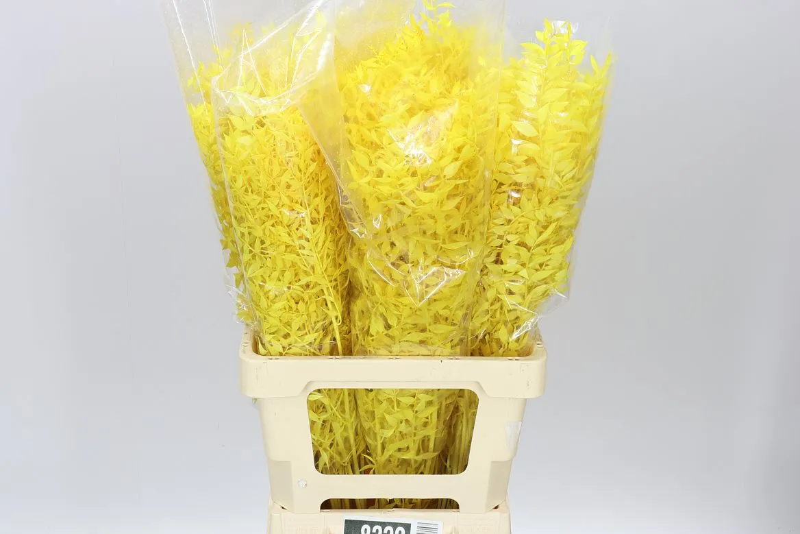 Ruscus Yellow, sušené • 70 cm