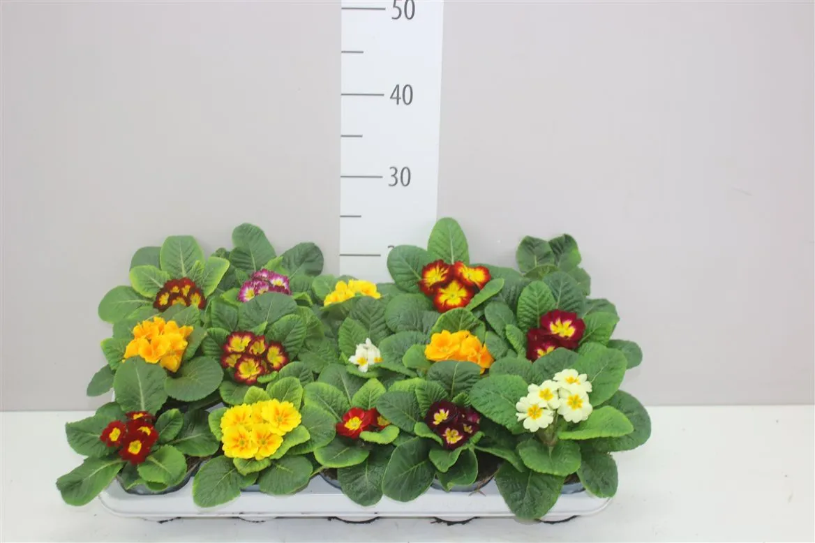 Primula Acaulis mix • črepník 10,5 cm