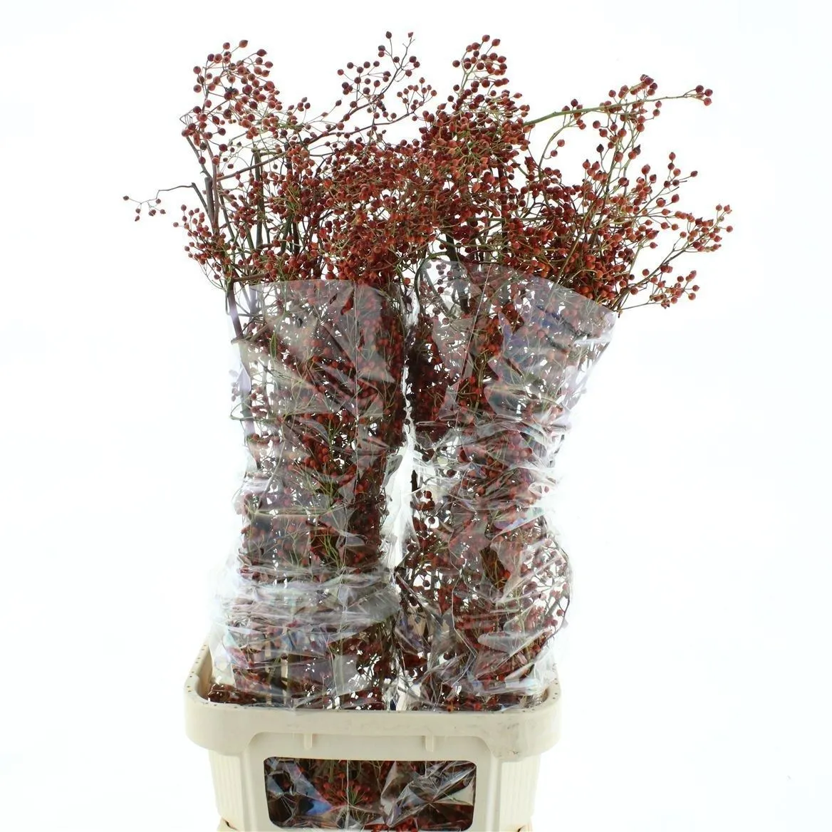 Rozenbottel Corallo • 110 cm