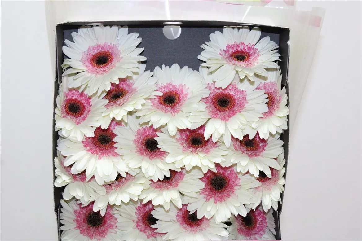 Germini Diamond Double Fun • 55 cm