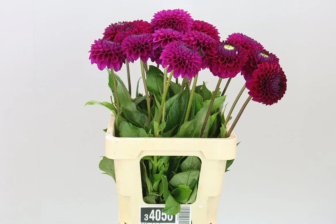 Dahlia Skylark • 50 cm