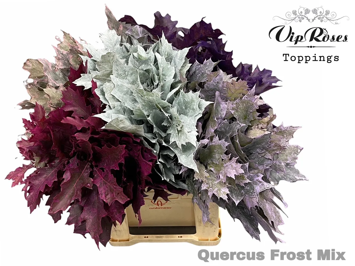 Quercus Frost mix • 60 cm