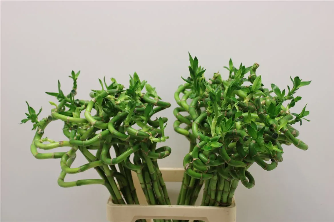 Lucky Bamboo Twisted + Toef • 70 cm