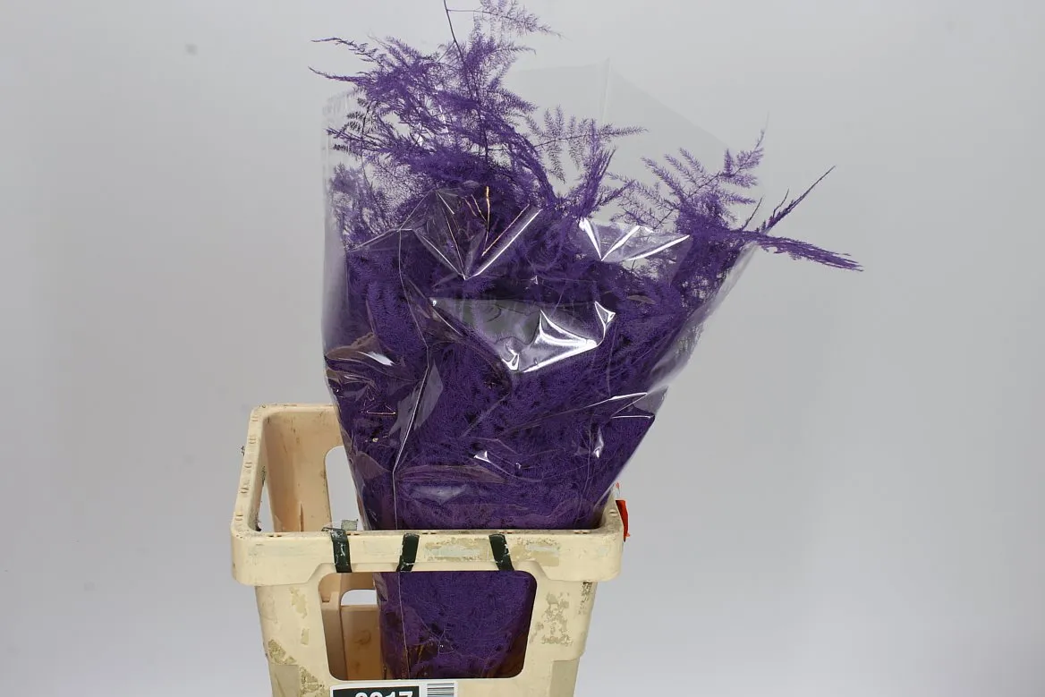 Asparágus Extra Veren Purple • 65 cm