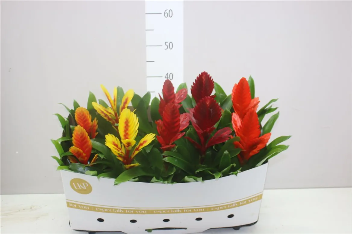Vriesea mix • črepník 12 cm