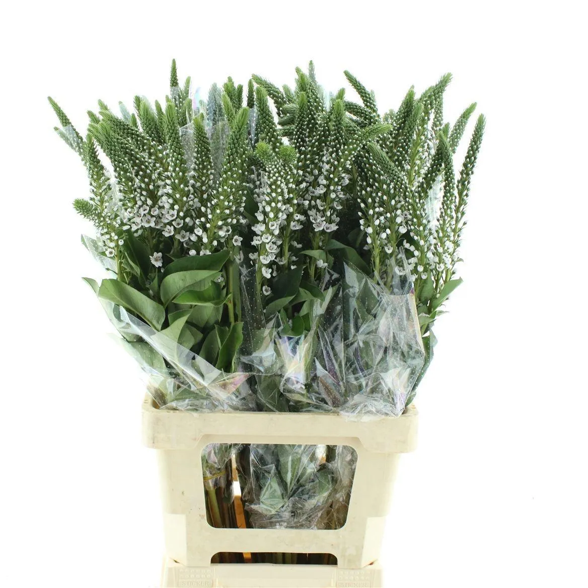 Lysim Clethroides • 75 cm