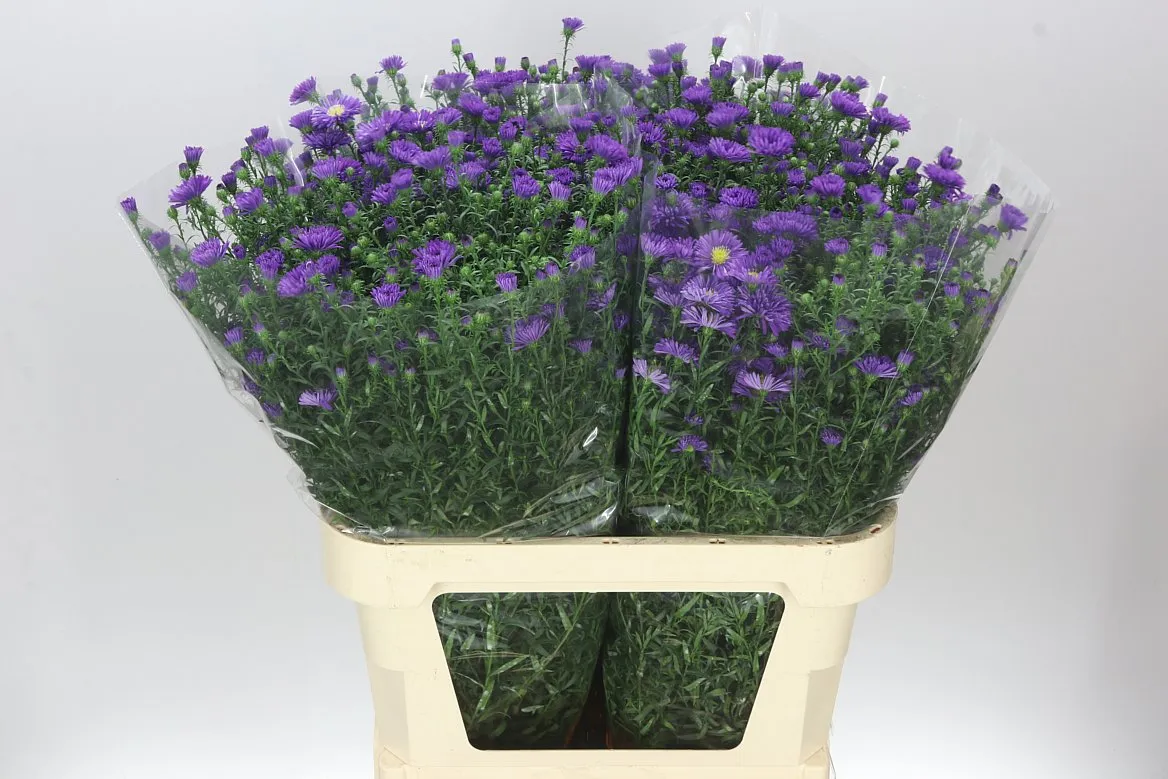 Aster Cecilia • 85 cm