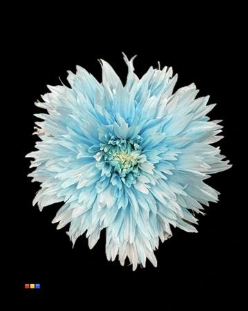 Chryzantéma veľkokvetá Undercover Pastel Blue • 70 cm