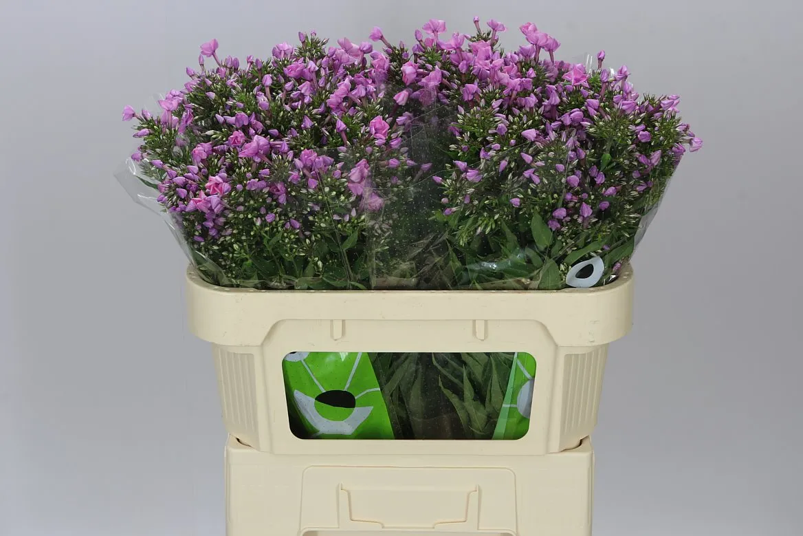 Phlox P Pink Eyes • 70 cm