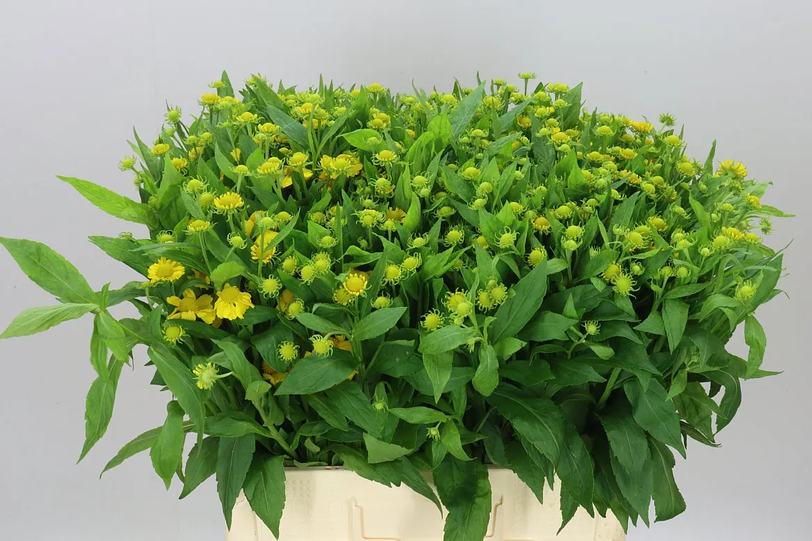 Helenium Kanaria • 65 cm