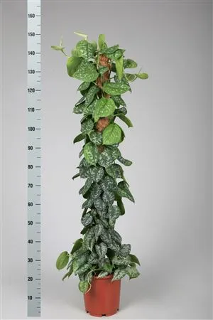 Scindapsus Pictus Trebie Mosstok • črepník 27 cm