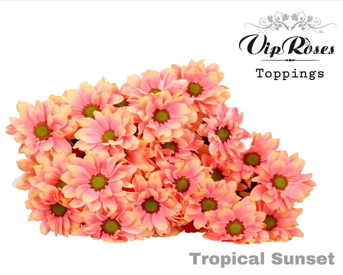 Chryzantéma trsová Tropical Sunset • 65 cm