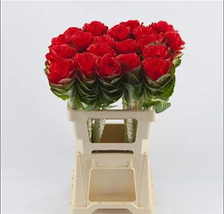 Brassica Painted Red Glitter • 60 cm