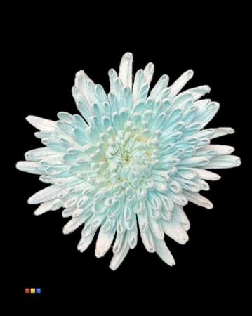 Chryzantéma veľkokvetá Ana Snow Light Blue • 70 cm