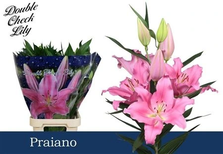 Ľalia orientálna Praiano Ex • 95 cm
