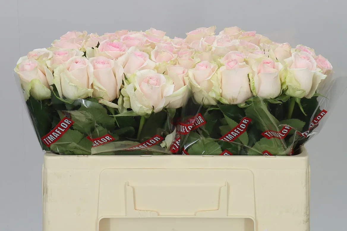 Rosa Gr Sweet Revival • 50 cm