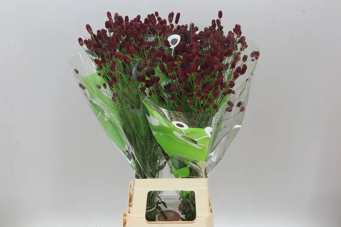 Sanguisorba Off Red Dream • 80 cm