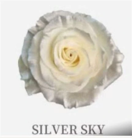 Ruža farbená Silver Sky, Ekvádor • 50 cm
