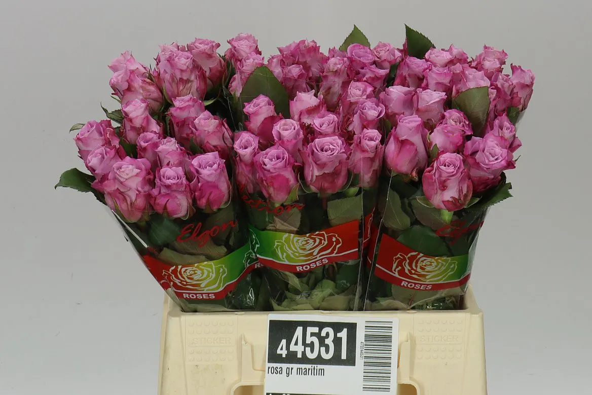 Rosa Gr Maritim • 40 cm