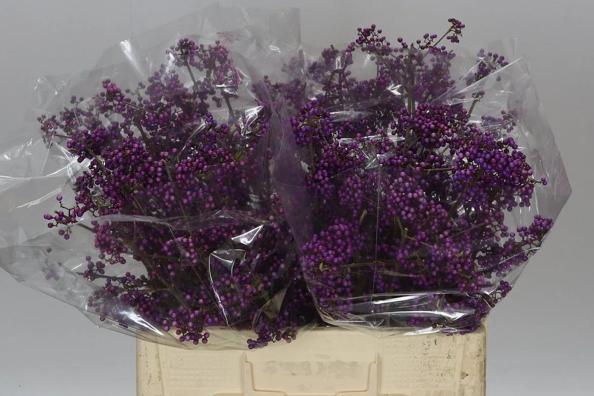 Callicarpa Bod Profu • 60 cm