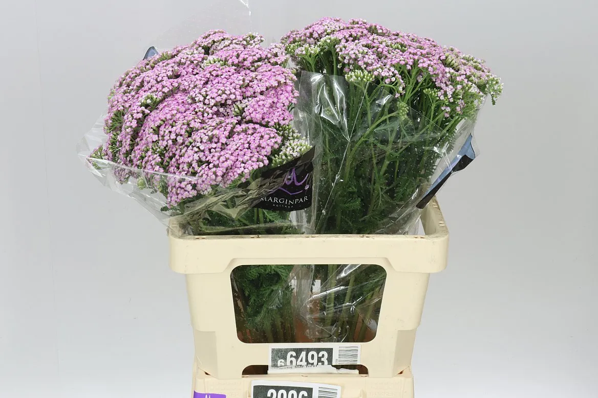 Achillea M Anna • 60 cm