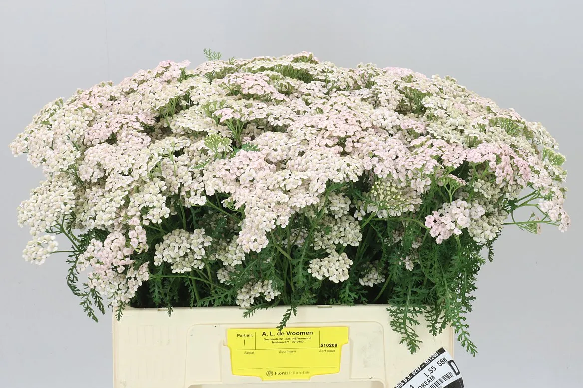Achillea Pale Pink Dream • 55 cm