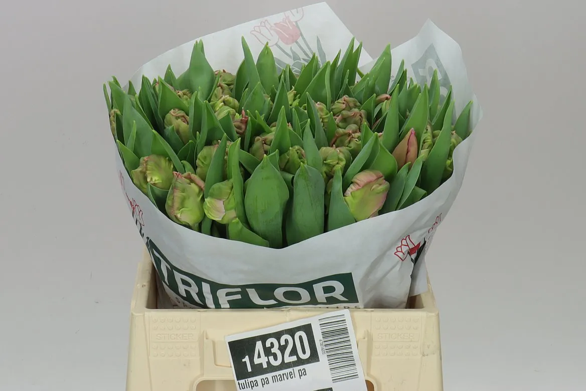 Tulipa Pa Marvel Parrot • 39 cm