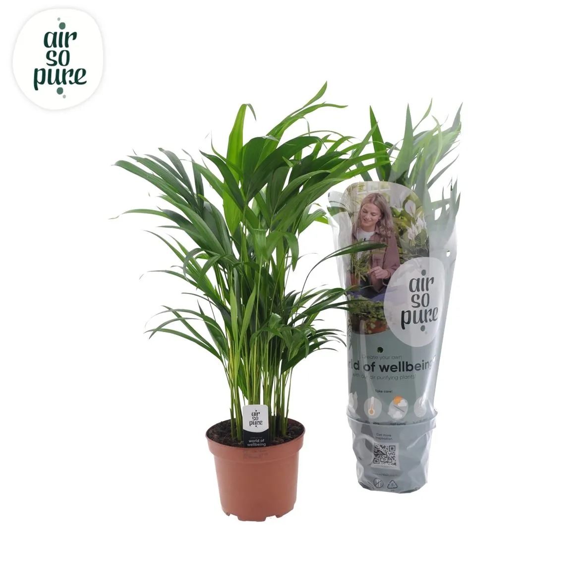 Chrysalidocarpus Areca v obale Hoes • črepník 17 cm