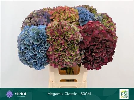 Hortenzia mix Classic • 60 cm