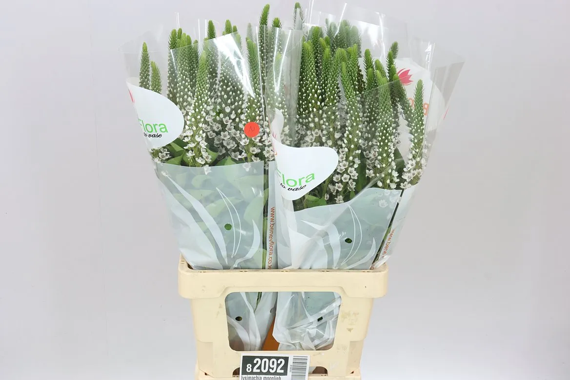Lysimachia Moonlight • 70 cm