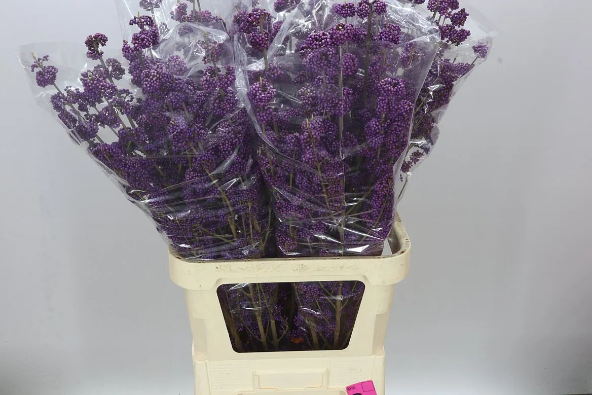Callicarpa Bod Profusion • 100 cm