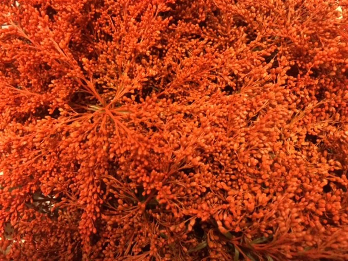 Solidago farbená Orange • 80 cm
